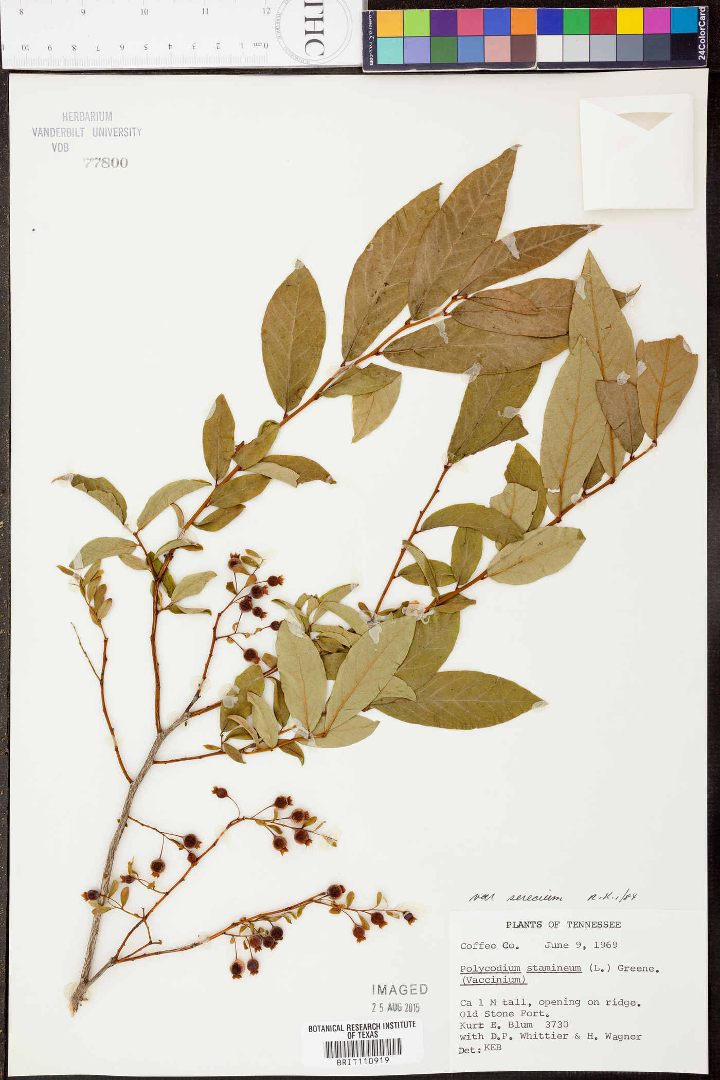 Vaccinium stamineum var. sericeum image