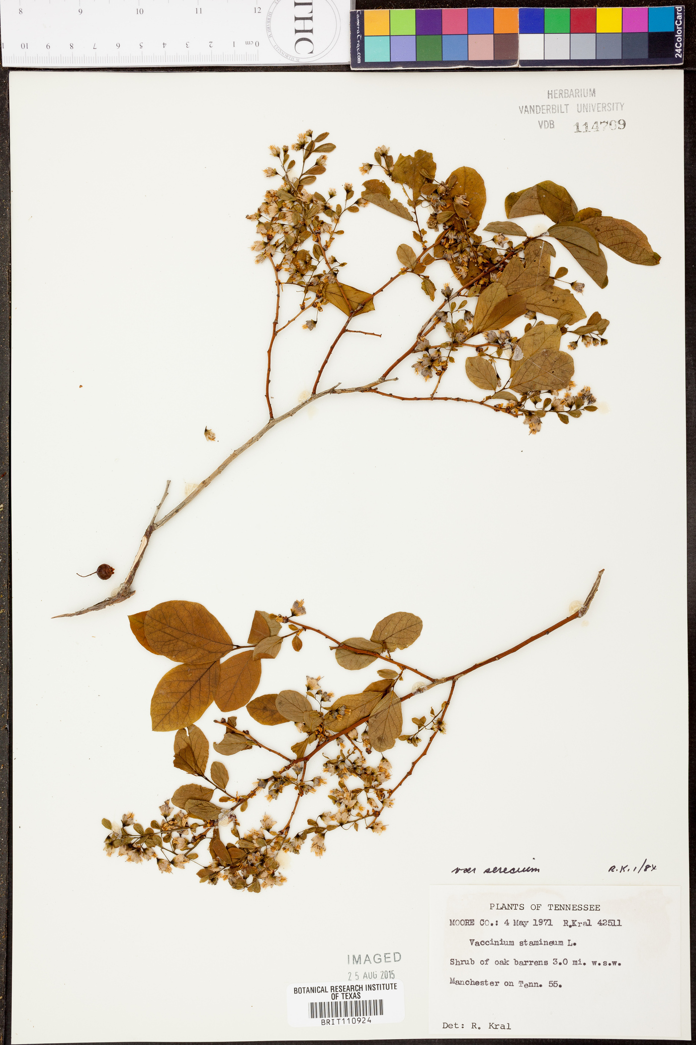 Vaccinium stamineum var. sericeum image