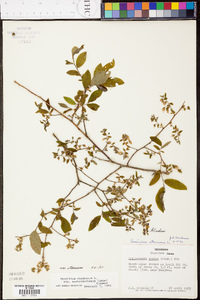 Vaccinium stamineum var. stamineum image