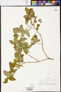 Vaccinium stamineum var. stamineum image