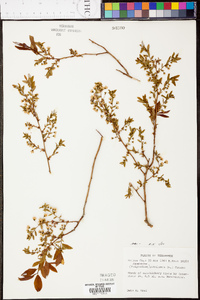 Vaccinium stamineum var. stamineum image