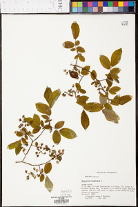 Vaccinium stamineum var. stamineum image