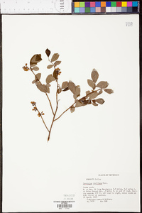 Vaccinium vacillans image