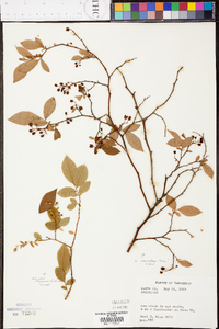 Vaccinium vacillans image