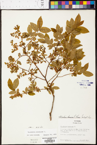 Vaccinium stamineum var. stamineum image