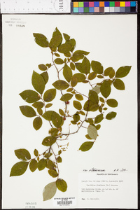 Vaccinium stamineum var. stamineum image