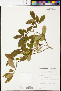 Vaccinium stamineum var. stamineum image