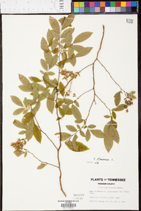 Vaccinium stamineum var. stamineum image