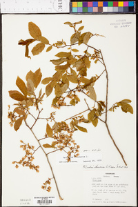 Vaccinium stamineum var. stamineum image