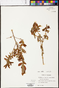 Vaccinium stamineum var. stamineum image