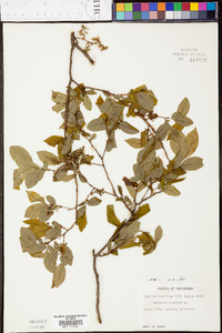 Vaccinium stamineum var. stamineum image