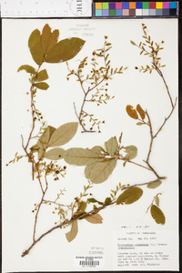 Vaccinium stamineum var. stamineum image