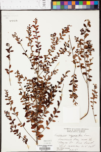 Vaccinium darrowii image
