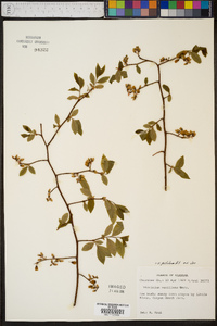 Vaccinium simulatum image