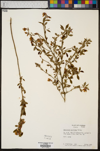 Vaccinium vacillans image