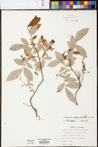 Vaccinium stamineum var. candicans image