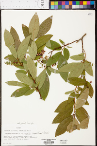 Vaccinium stamineum var. candicans image