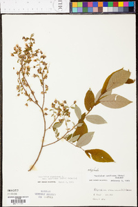 Vaccinium stamineum var. candicans image