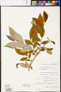 Vaccinium stamineum var. candicans image