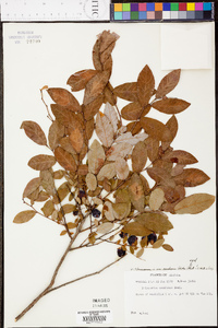 Vaccinium stamineum var. candicans image