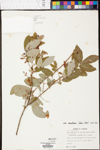 Vaccinium stamineum var. candicans image