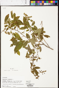 Vaccinium stamineum var. sericeum image