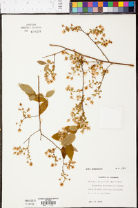 Vaccinium stamineum var. sericeum image