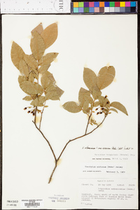 Vaccinium stamineum var. sericeum image