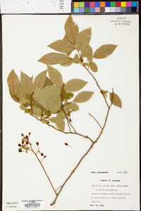 Vaccinium stamineum var. sericeum image