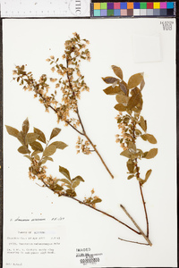 Vaccinium stamineum var. sericeum image