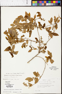 Vaccinium stamineum var. sericeum image