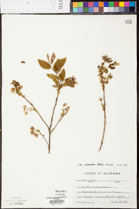 Vaccinium stamineum var. sericeum image