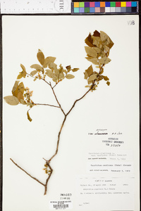 Vaccinium stamineum var. sericeum image