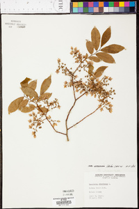 Vaccinium stamineum var. sericeum image