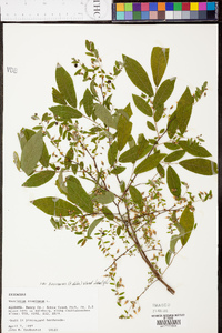 Vaccinium stamineum var. sericeum image