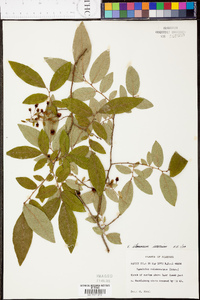 Vaccinium stamineum var. sericeum image