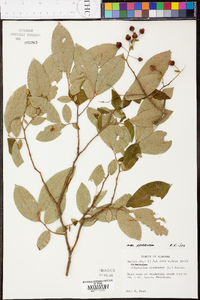 Vaccinium stamineum var. sericeum image