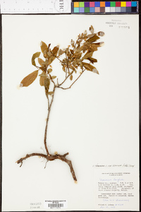 Vaccinium stamineum var. sericeum image