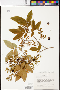 Vaccinium stamineum var. sericeum image