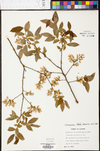 Vaccinium stamineum var. sericeum image