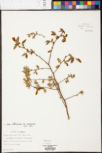 Vaccinium stamineum var. sericeum image