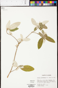 Croton alabamensis image