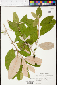 Croton alabamensis image