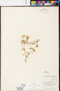 Stellaria pubera image