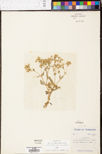 Stellaria pubera image