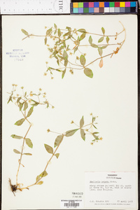 Stellaria pubera image