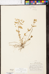 Stellaria pubera image