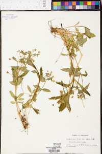 Stellaria pubera image