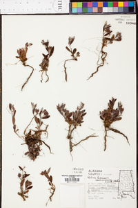 Helianthemum carolinianum image