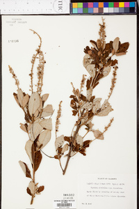 Clethra alnifolia image